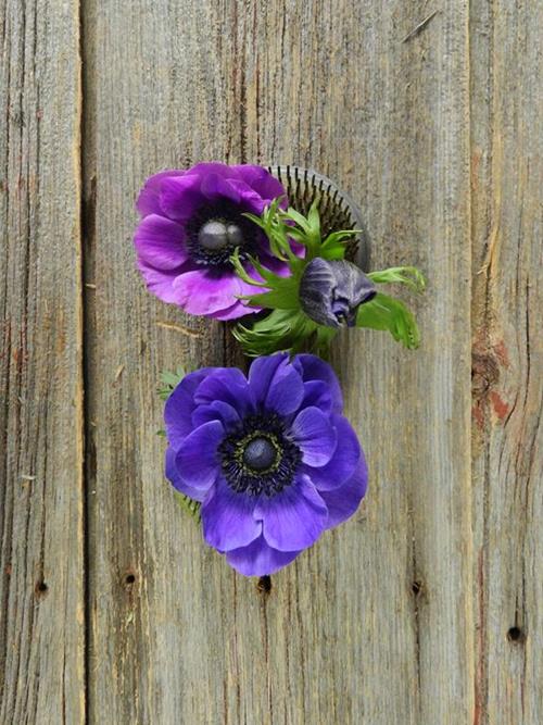 BLUE ANEMONE